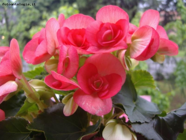 la begonia della mamma