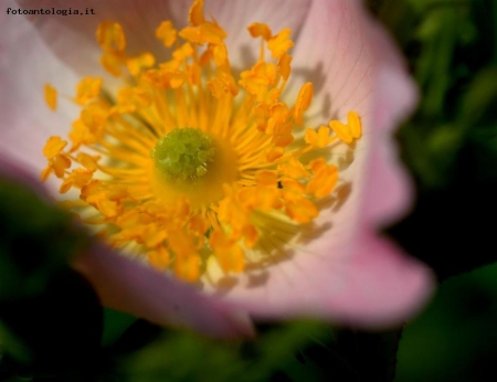 nella rosa canina