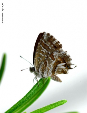 farfalla