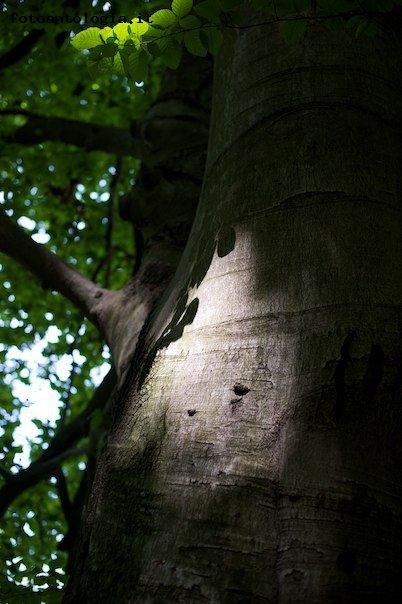 la luce sul faggio