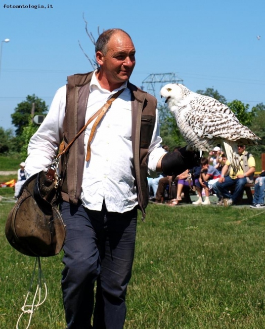 falconiere con civetta delle nevi