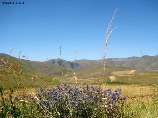 Colori d'agosto a Castelluccio