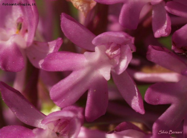 Anacamptis pyramidalis (L.) L.C.M. Richard