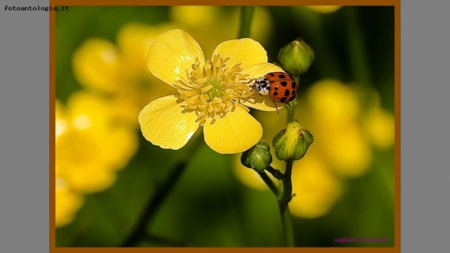 coccinella