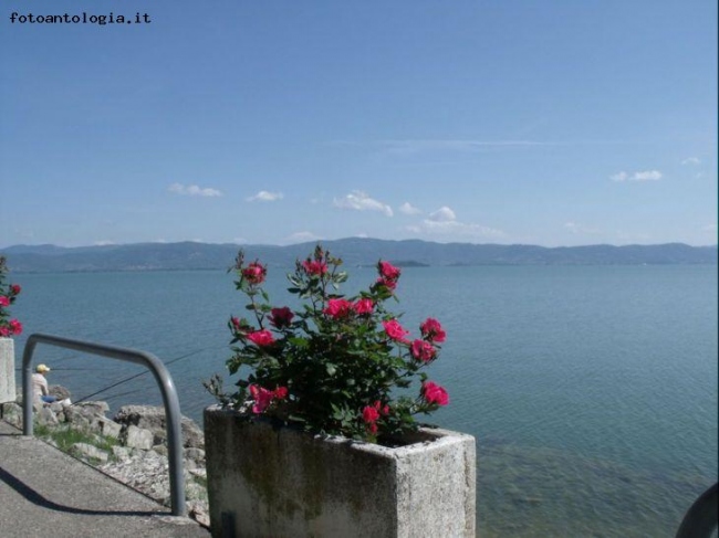 Una rosa sul lago