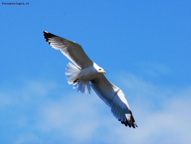 Gabbiano in volo...