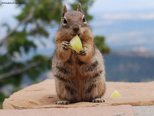 Chipmunk