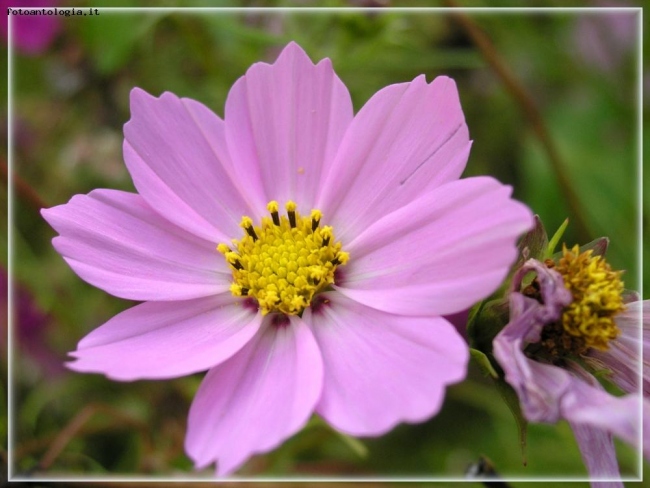 delicatamente rosa