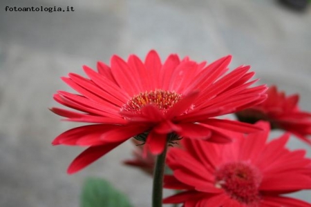 red flower