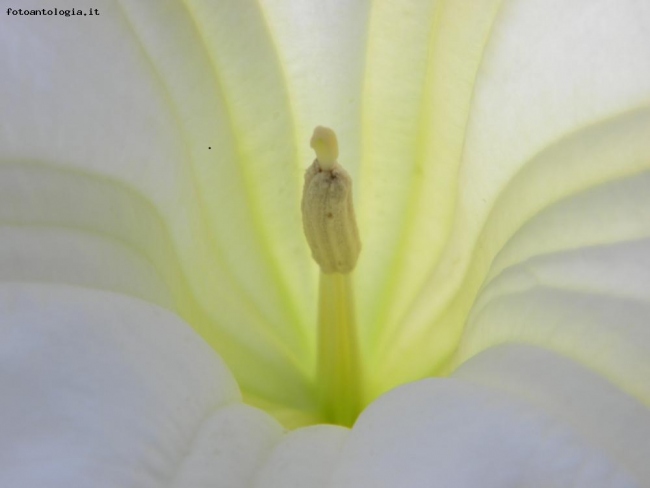Datura bianca