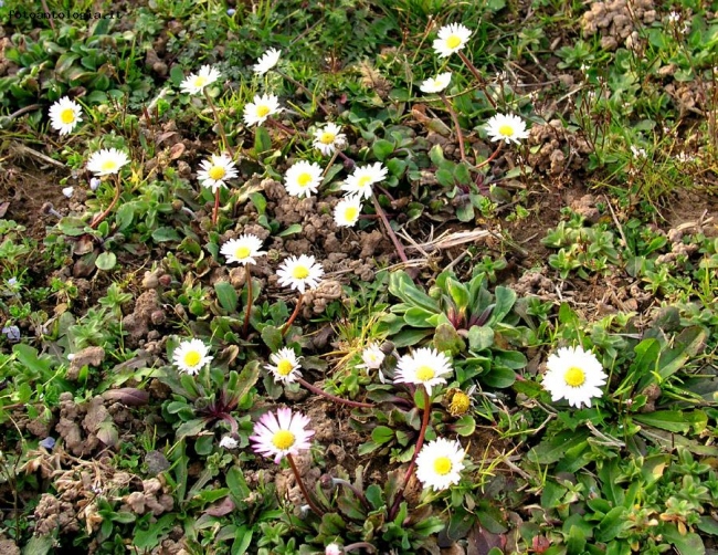 Fiori di campo