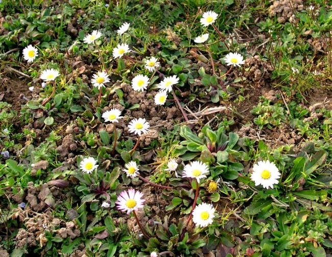 Fiori di campo