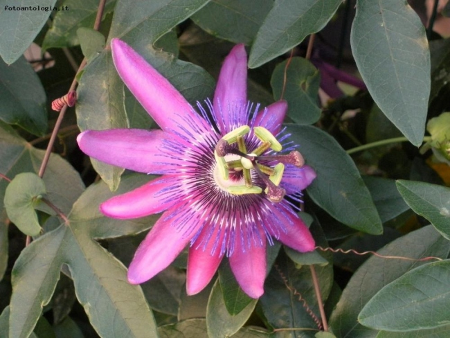Fiore