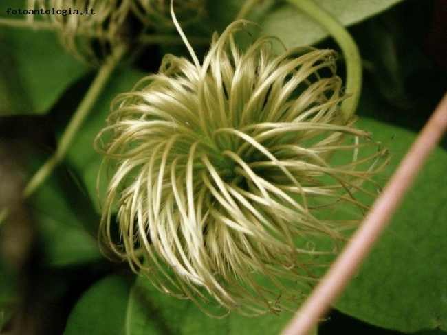 Un fiore un po' speciale...