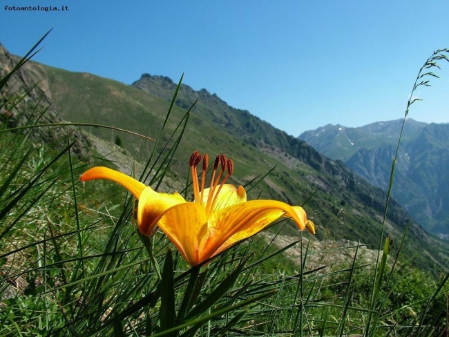 lilium croceum