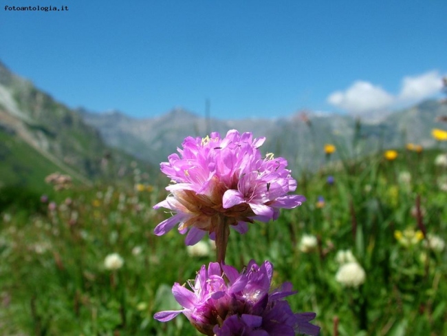 armeria alpina