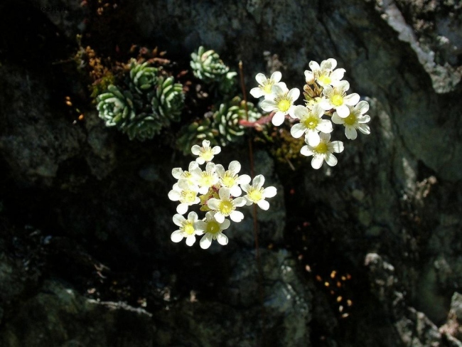 saxifraga