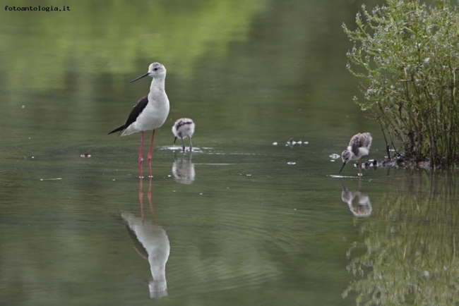 Lipu Racconigi 004