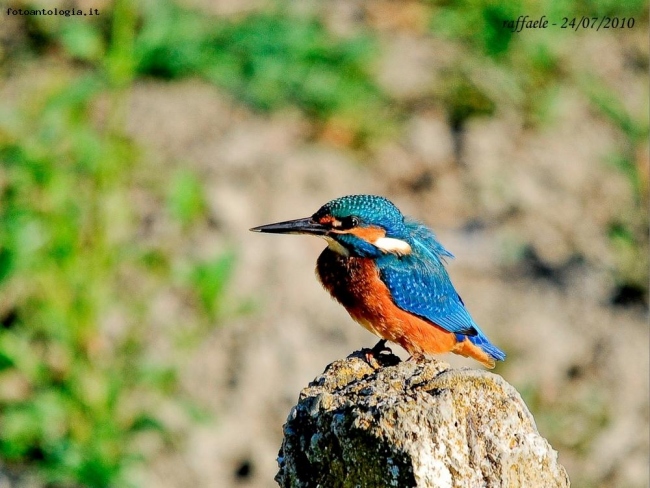 il martin pescatore, finalmente