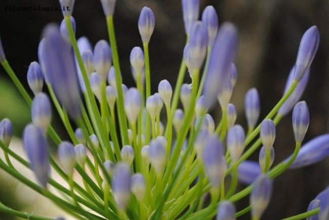 PURPLE FLOWER