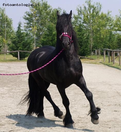 young frisian horse