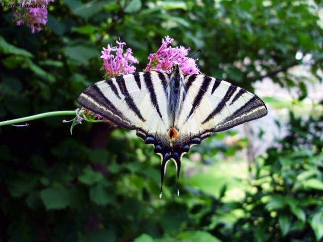 Rest Of Butterfly