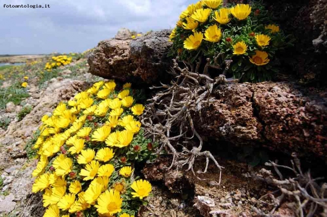 fiori di campo