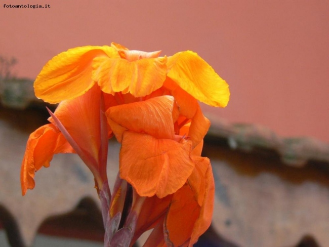 fiore del Bosforo