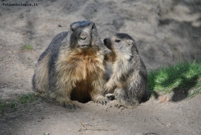 Duo di marmotte