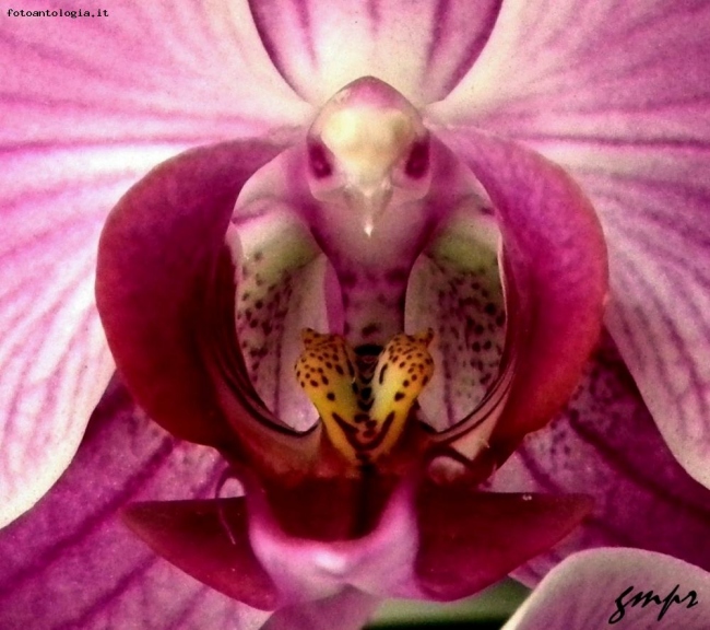 orchidea