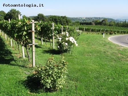 LA VIGNA DEI MONACI