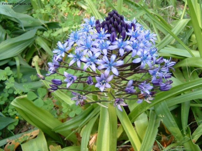 bulbosa