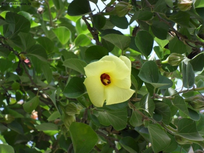 Hibiscus hamabo