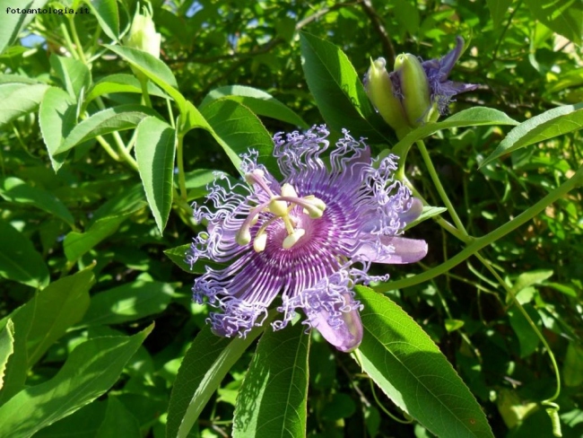 Passiflora