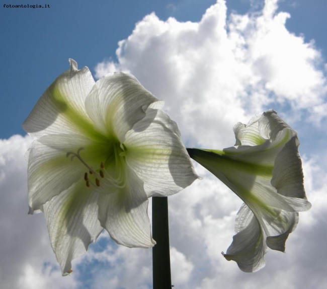 bianco su bianco