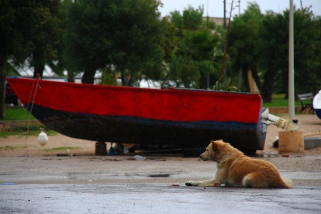 cani vagabondi del salento