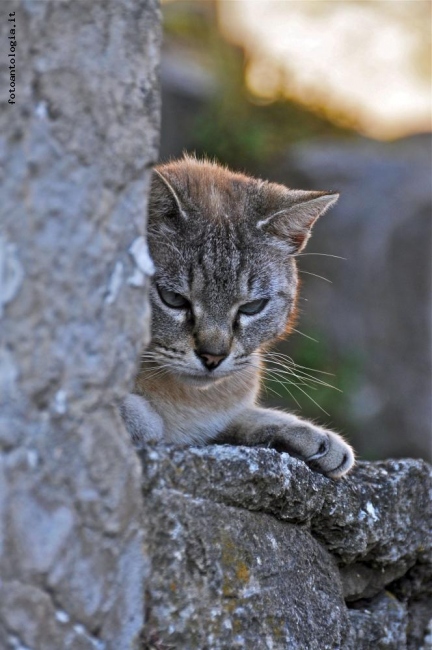 ..cat or tiger?