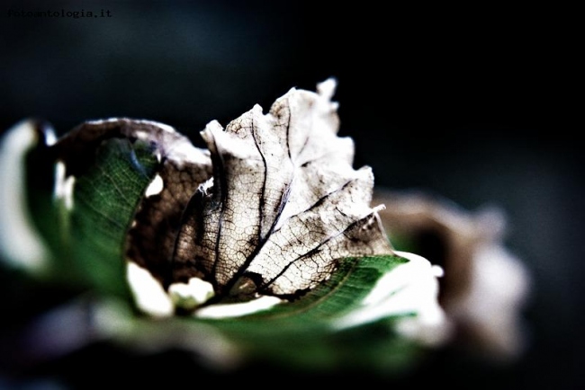 venature