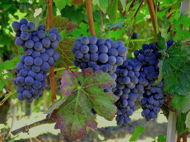 E' tempo di vendemmia