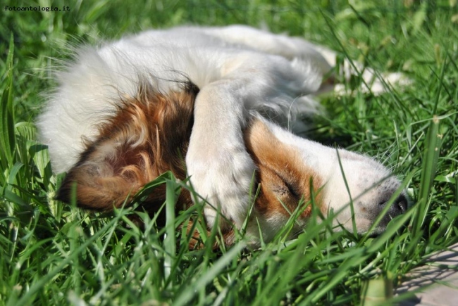 il mio cane Biscotto