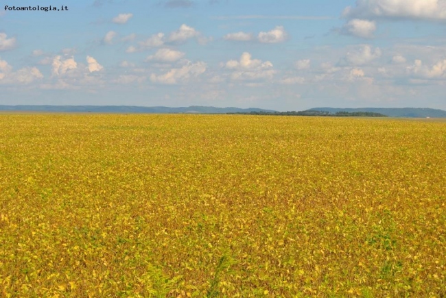 campo di ....? Ucraina