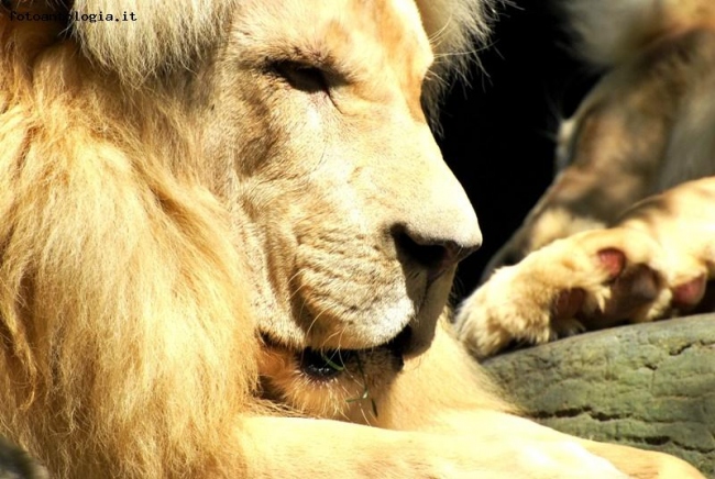 Profilo di leone