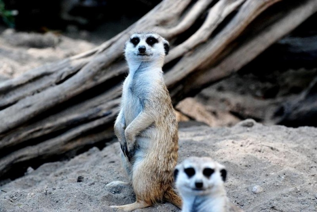 Suricate incuriosite