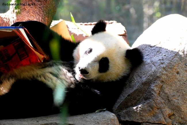 Cucciolo di Panda