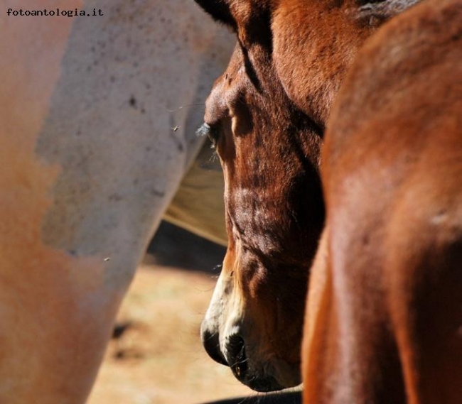 Cavallo e mosche