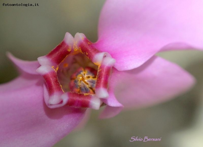 Cyclamen hederifolium Aiton