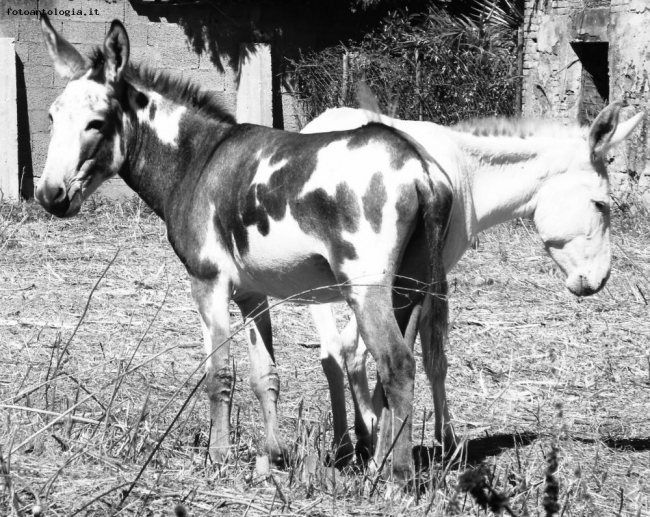 Coppia in bianco e nero