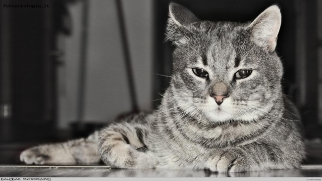 A Cat