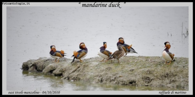 mandarine duck