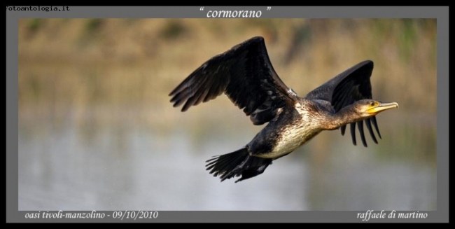 cormorano